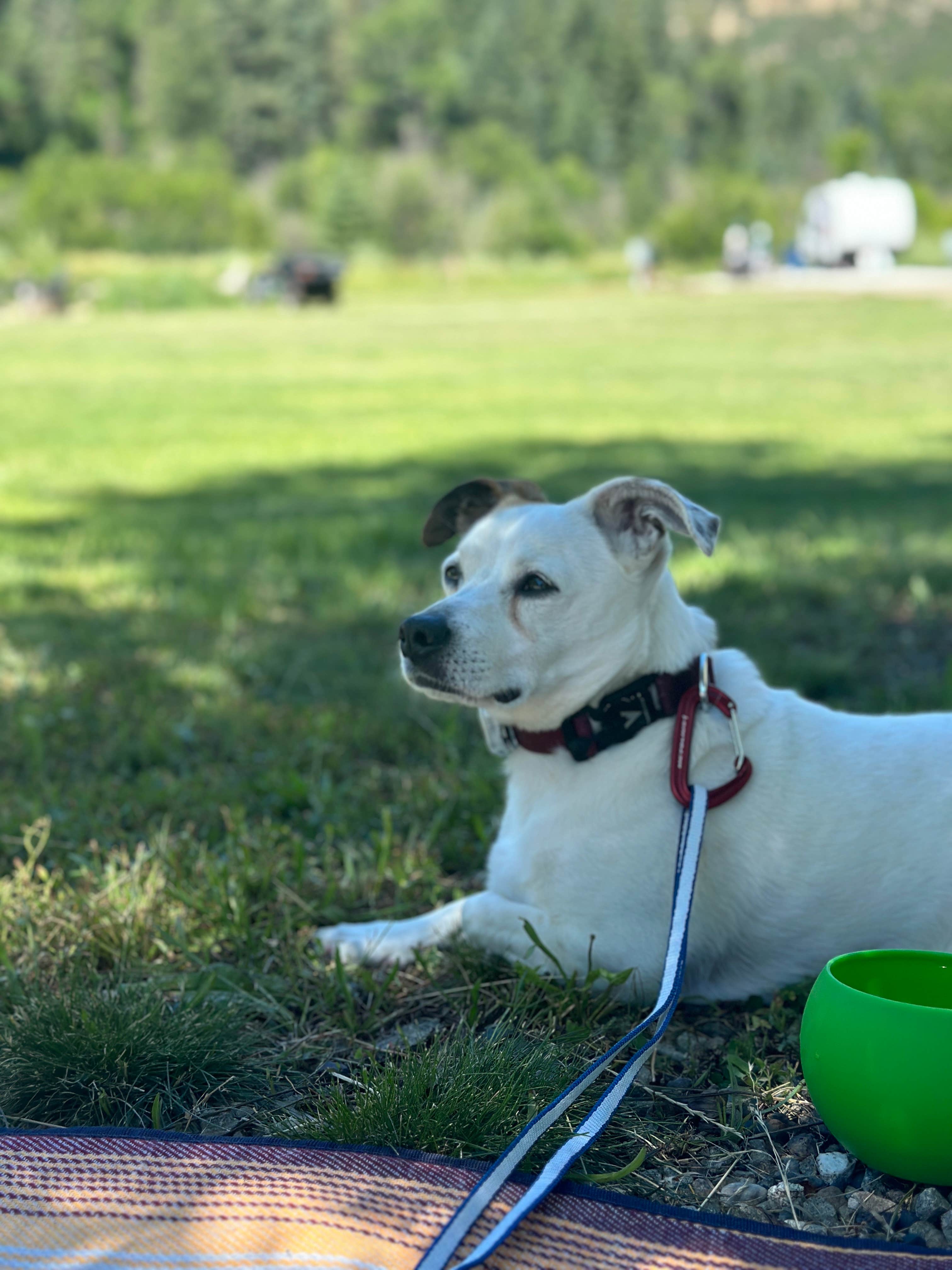Jeane L.'s photo of camping with pets at Kebler Corner near Crested Butte, CO
