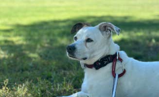 Jeane L.'s photo of camping with pets at Kebler Corner near Crawford, CO