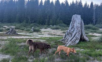 Marasha L.'s photo of camping with pets at Keechelus Lake near North Bend, WA