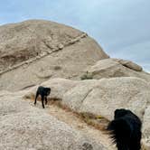 Review photo of Kelbaker Boulders Dispersed — Mojave National Preserve by Josee D., May 10, 2024