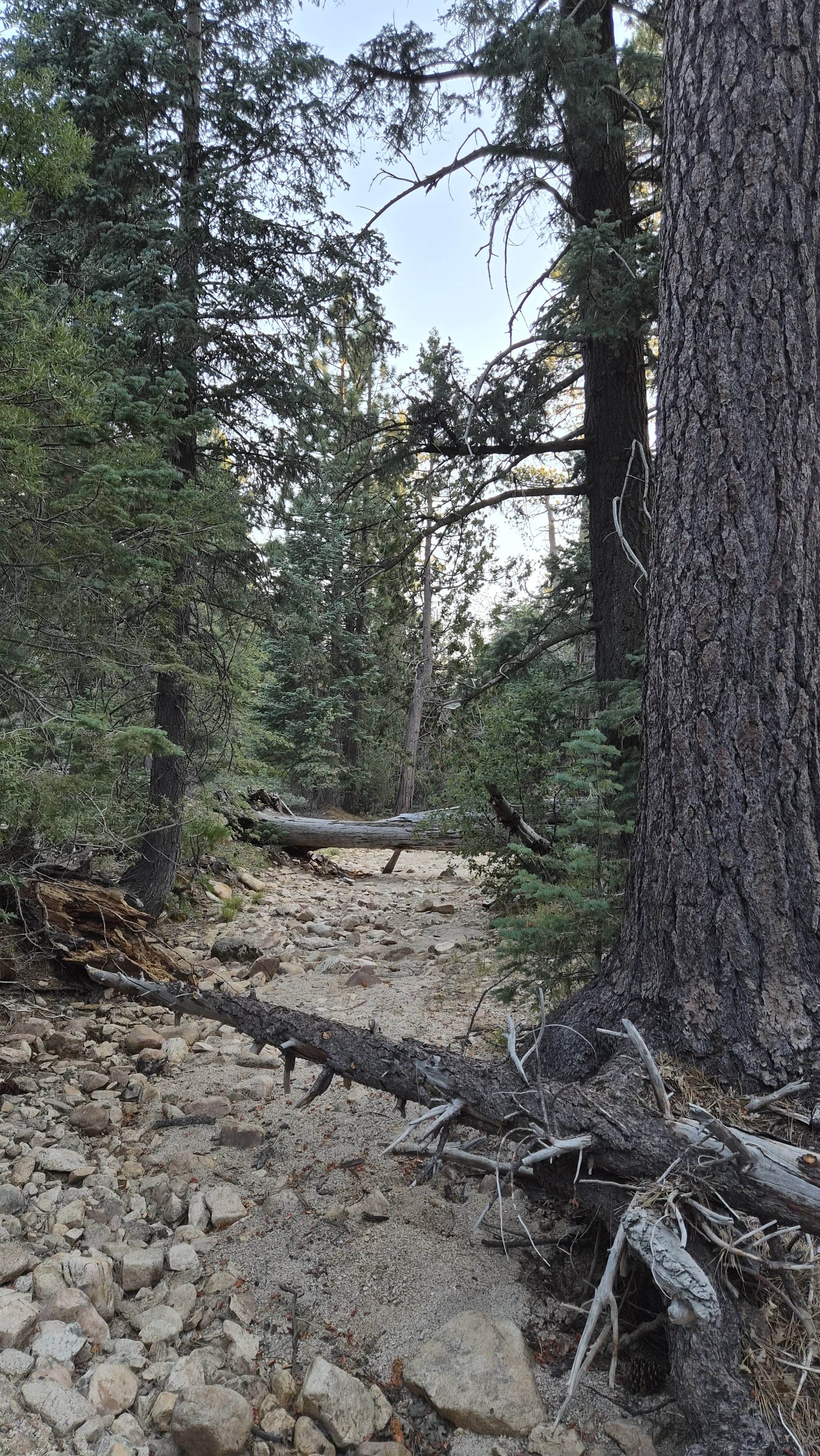Keller Peak Rd Yellow post #5