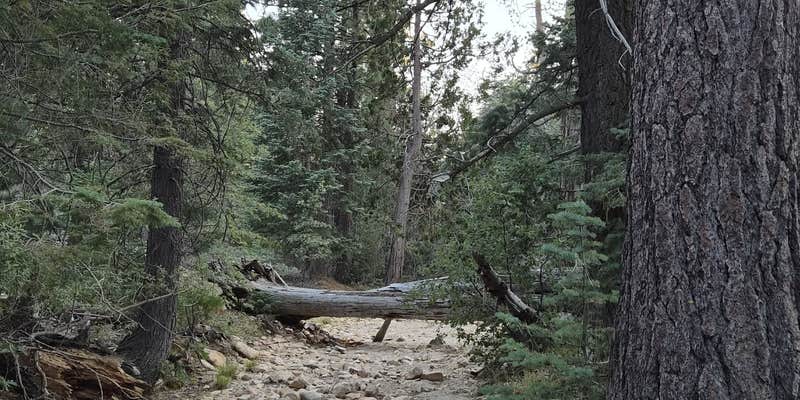 Camper submitted image from Keller Peak Rd Yellow post #5