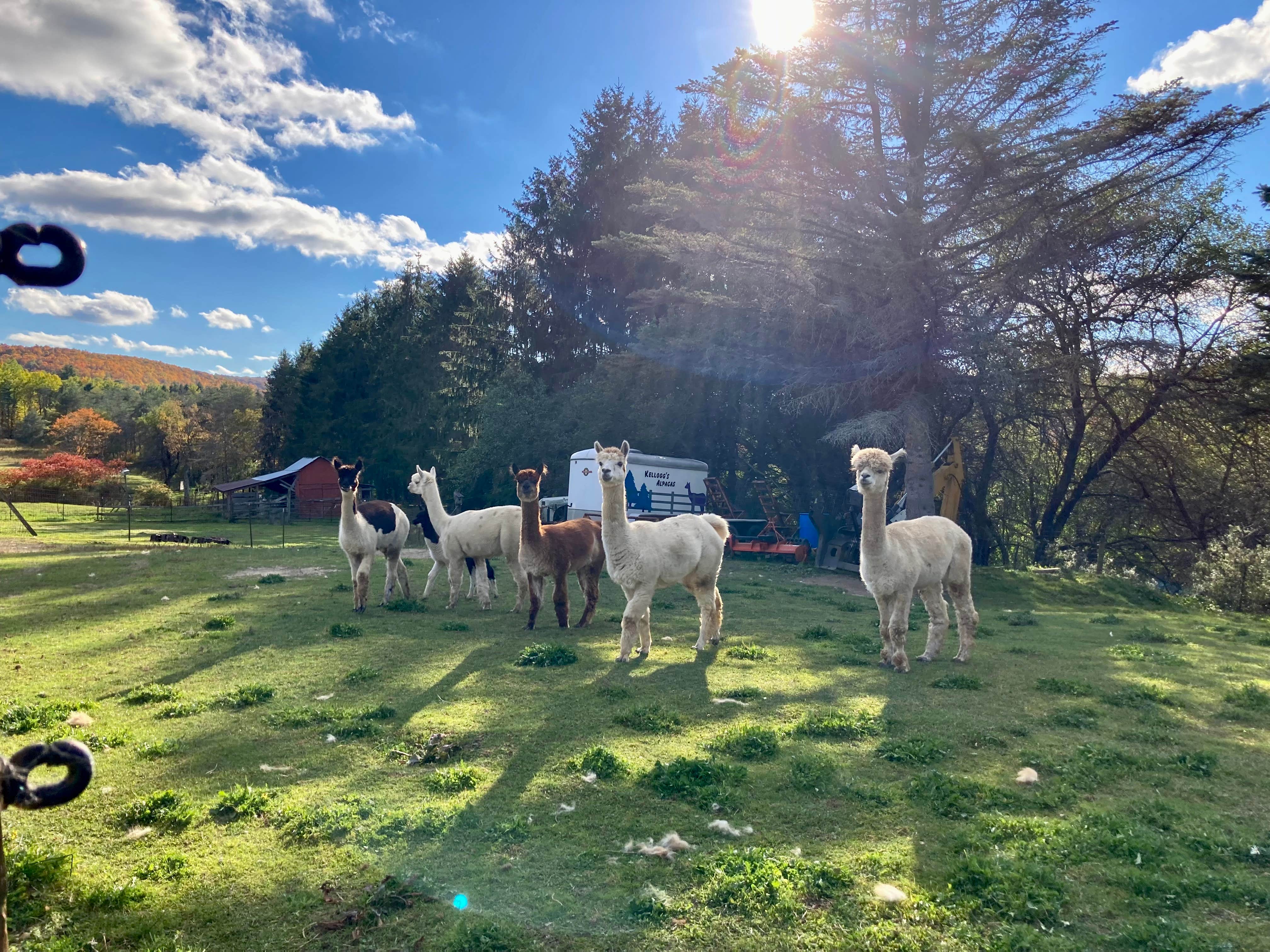 Camper-submitted photo at Kellog's Alpaca Farm Campsite's near Alfred, NY