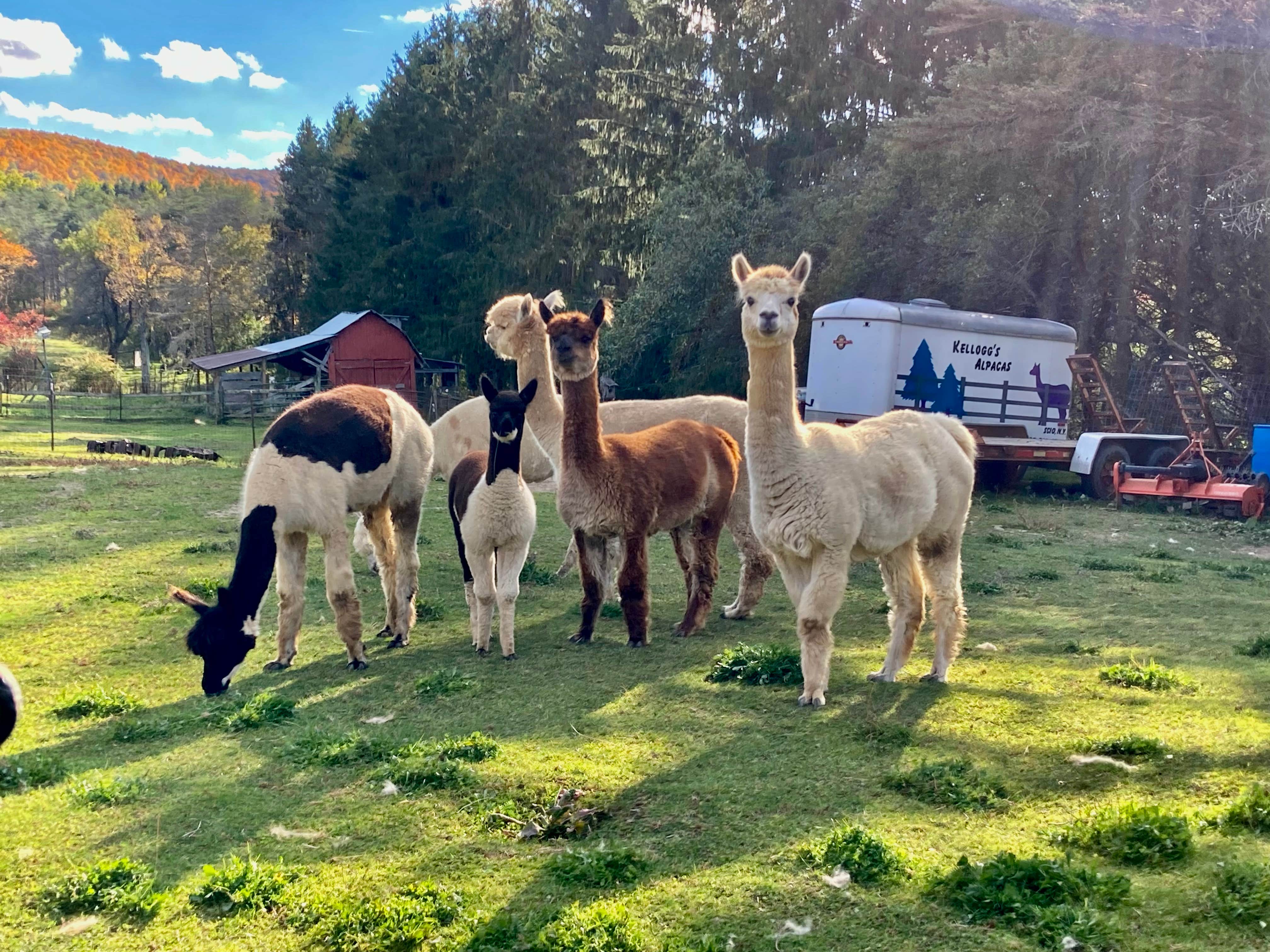 Camper-submitted photo at Kellog's Alpaca Farm Campsite's near Alfred, NY