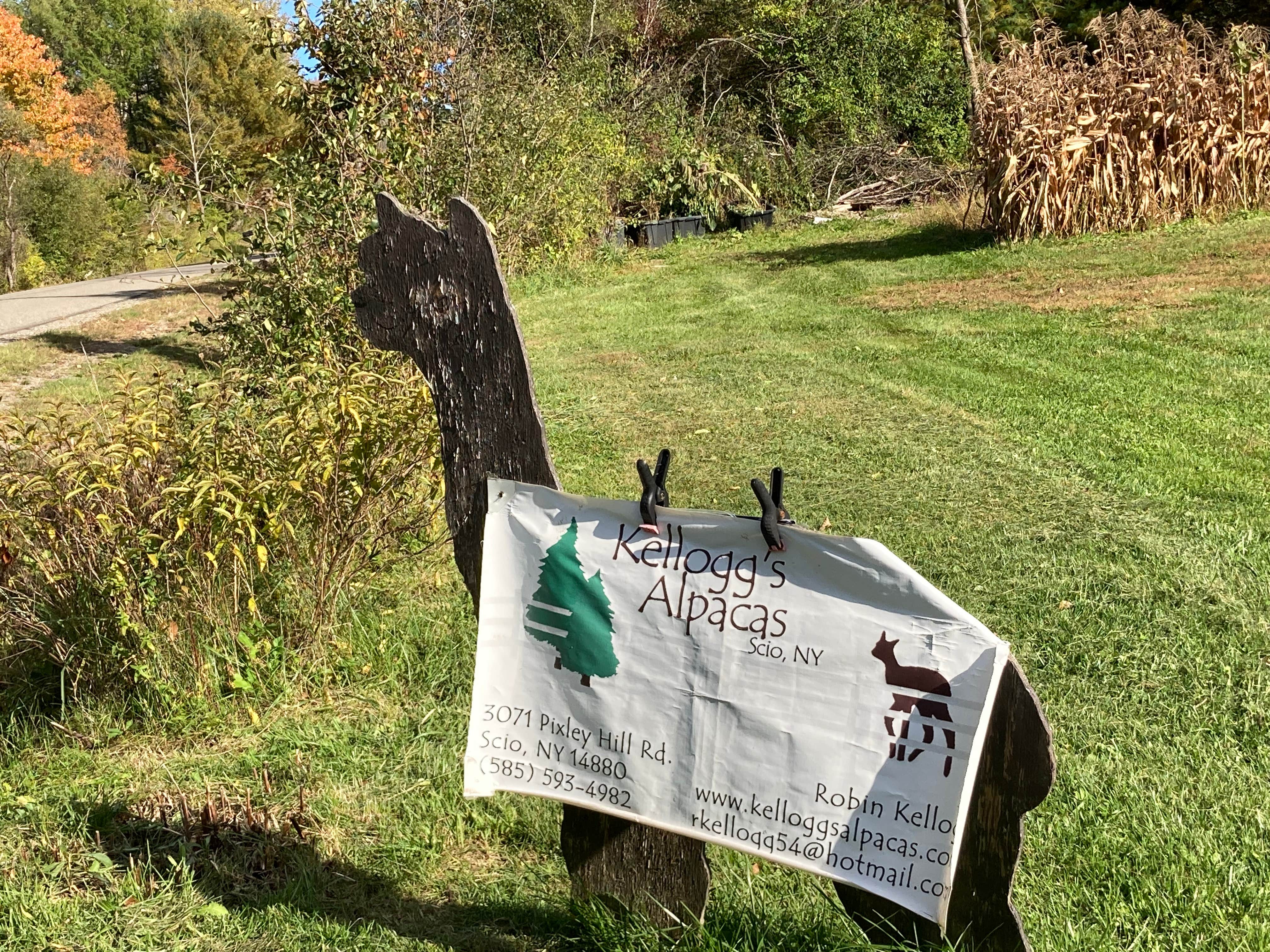 Camper-submitted photo at Kellog's Alpaca Farm Campsite's near Alfred, NY
