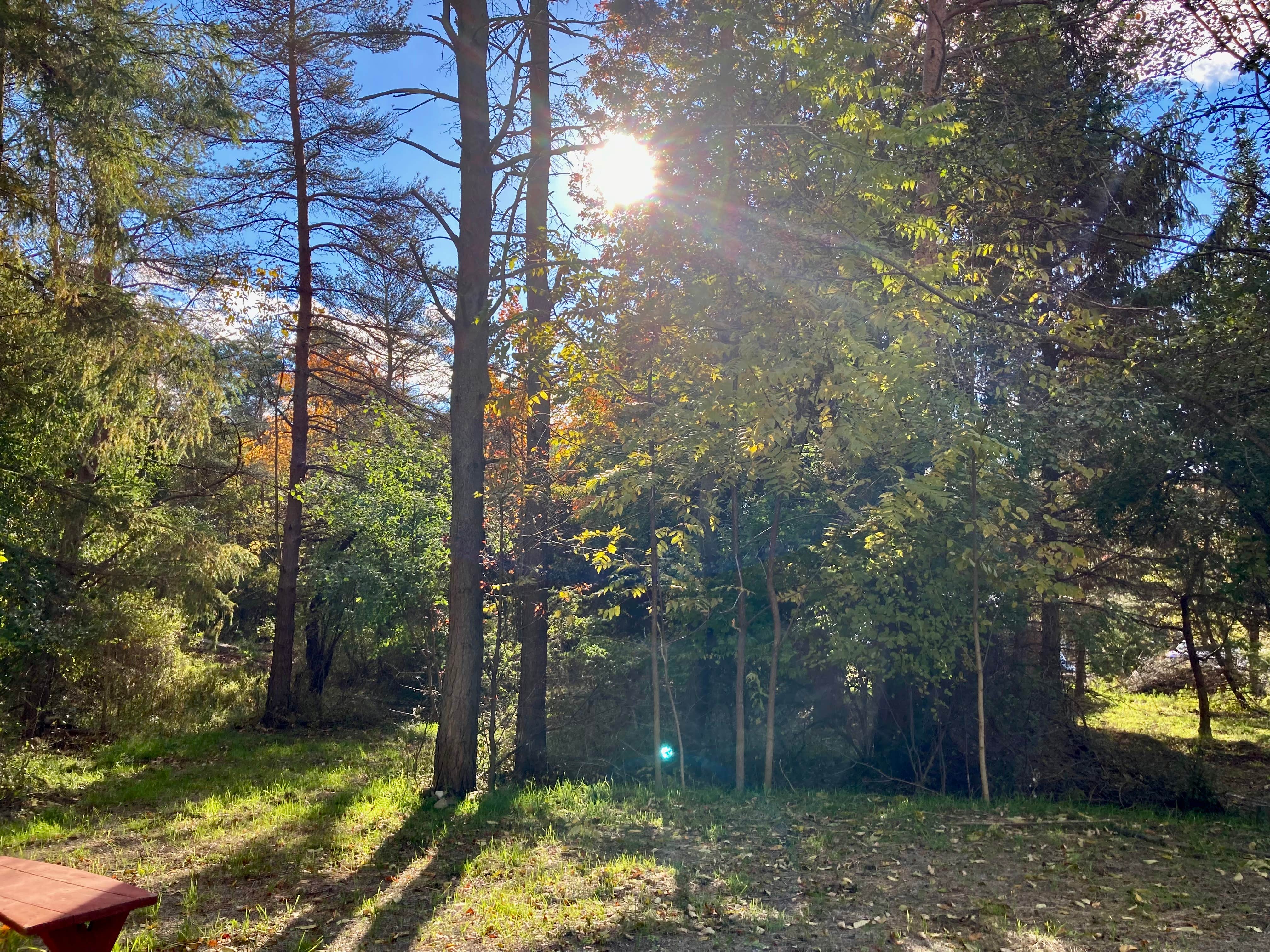 Camper-submitted photo at Kellog's Alpaca Farm Campsite's near Alfred, NY