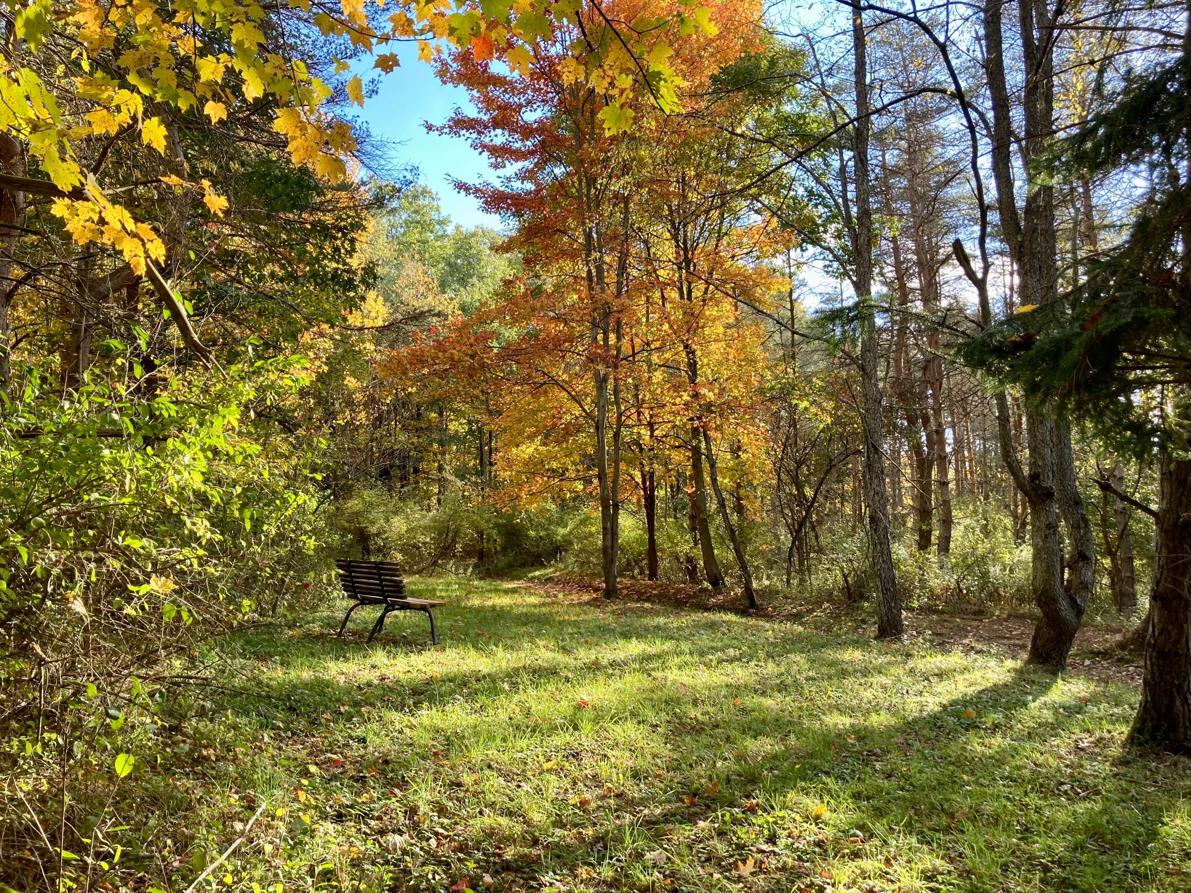 Camper-submitted photo at Kellog's Alpaca Farm Campsite's near Alfred, NY