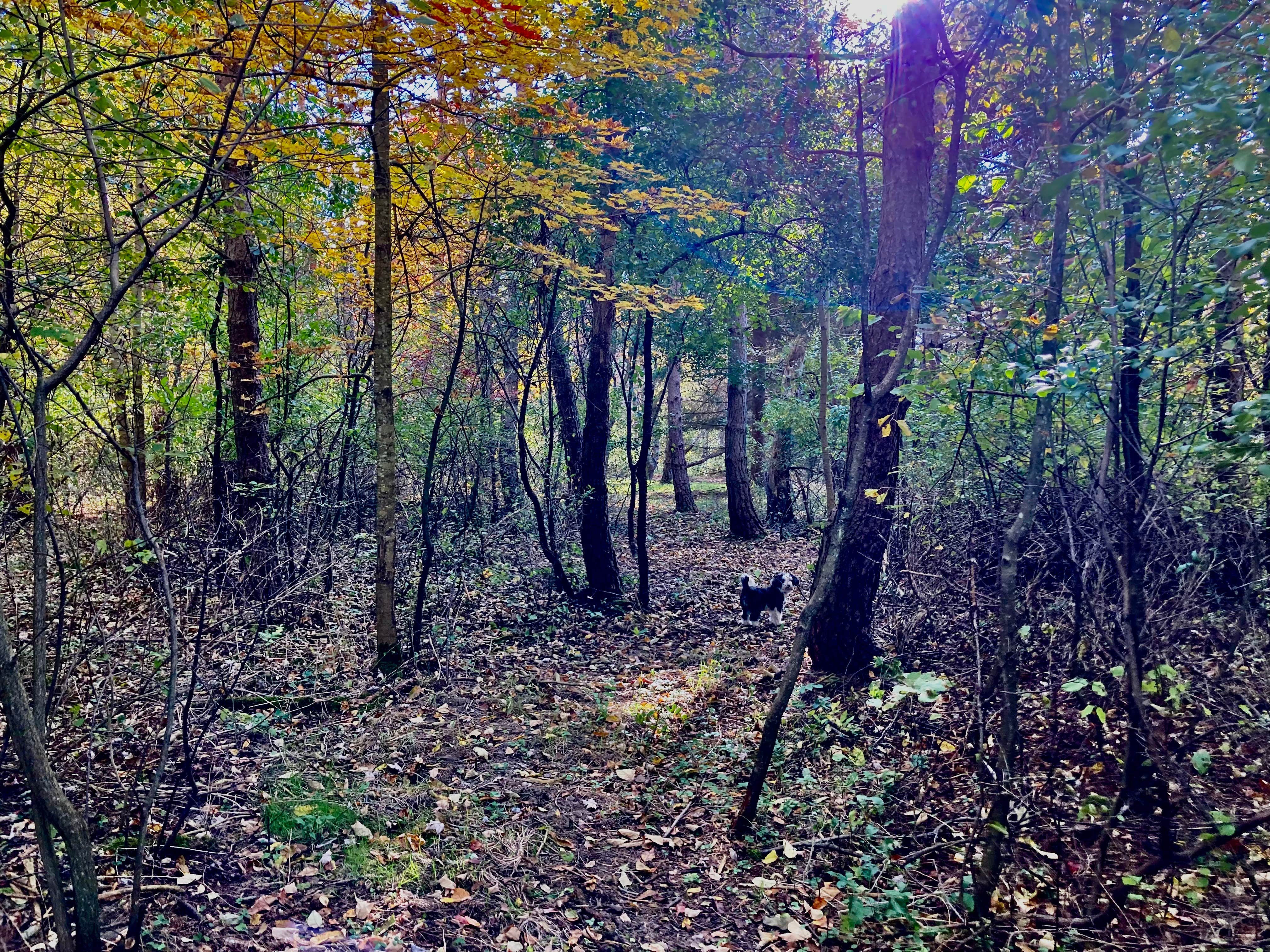Janet R.'s photo of camping with pets at Kellog's Alpaca Farm Campsite's near Alfred, NY