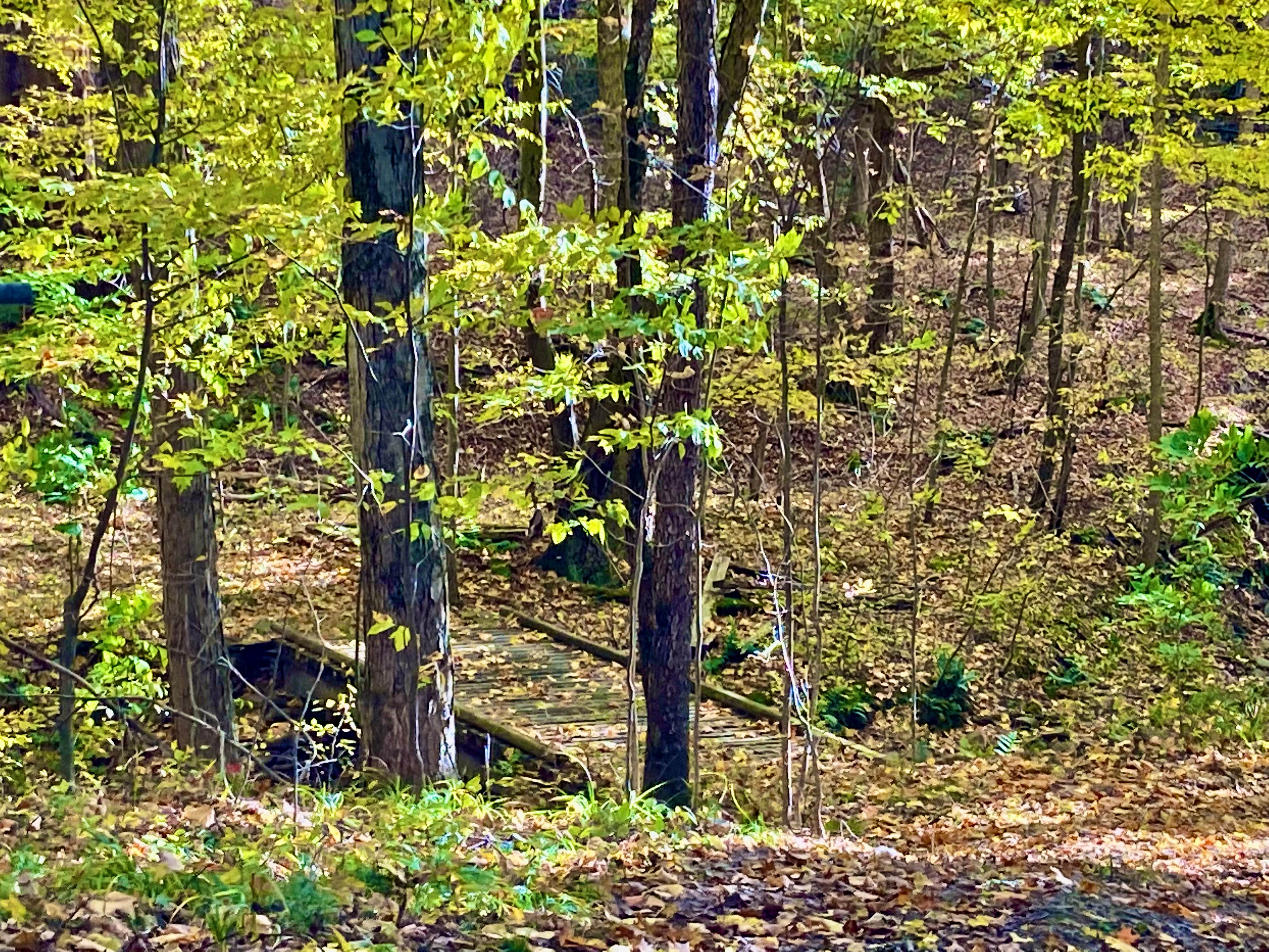 Camper submitted image from Kellog's Alpaca Farm Campsite's - 2