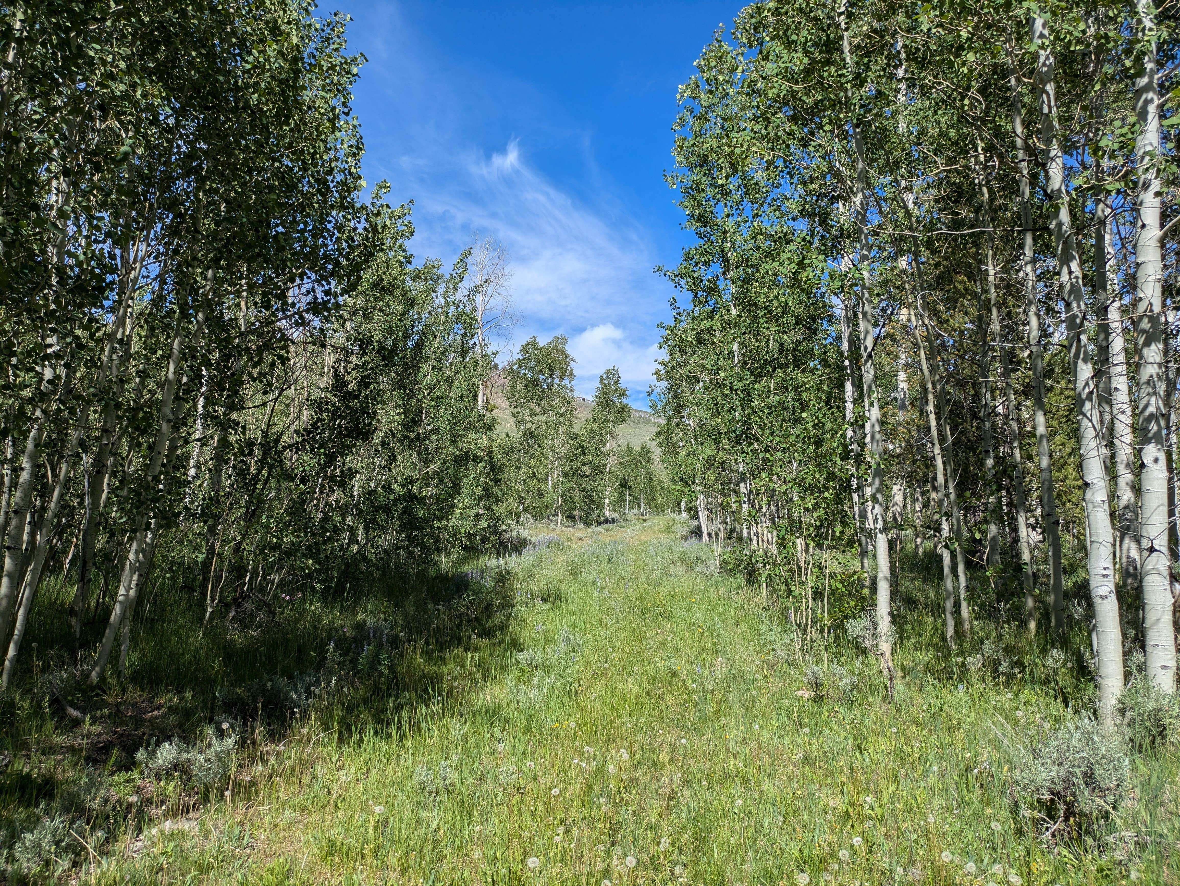 Camper-submitted photo at Kelly Park FS Rd #747 Dispersed Camping near Boulder, WY
