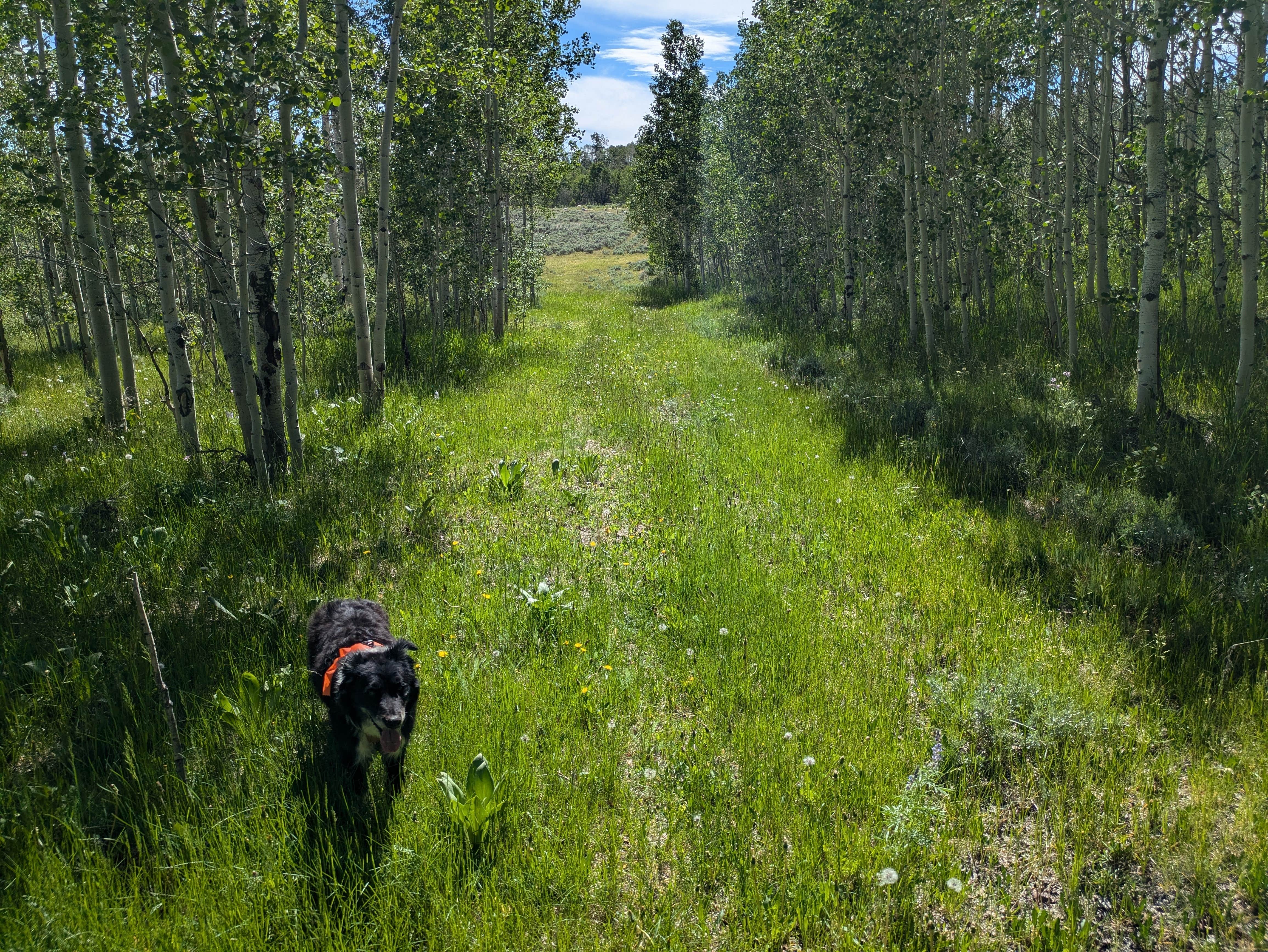 Greg L.'s photo of camping with pets at Kelly Park FS Rd #747 Dispersed Camping near Cora, WY