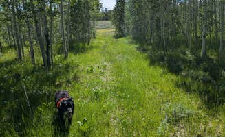 Greg L.'s photo of camping with pets at Kelly Park FS Rd #747 Dispersed Camping near Dubois, WY