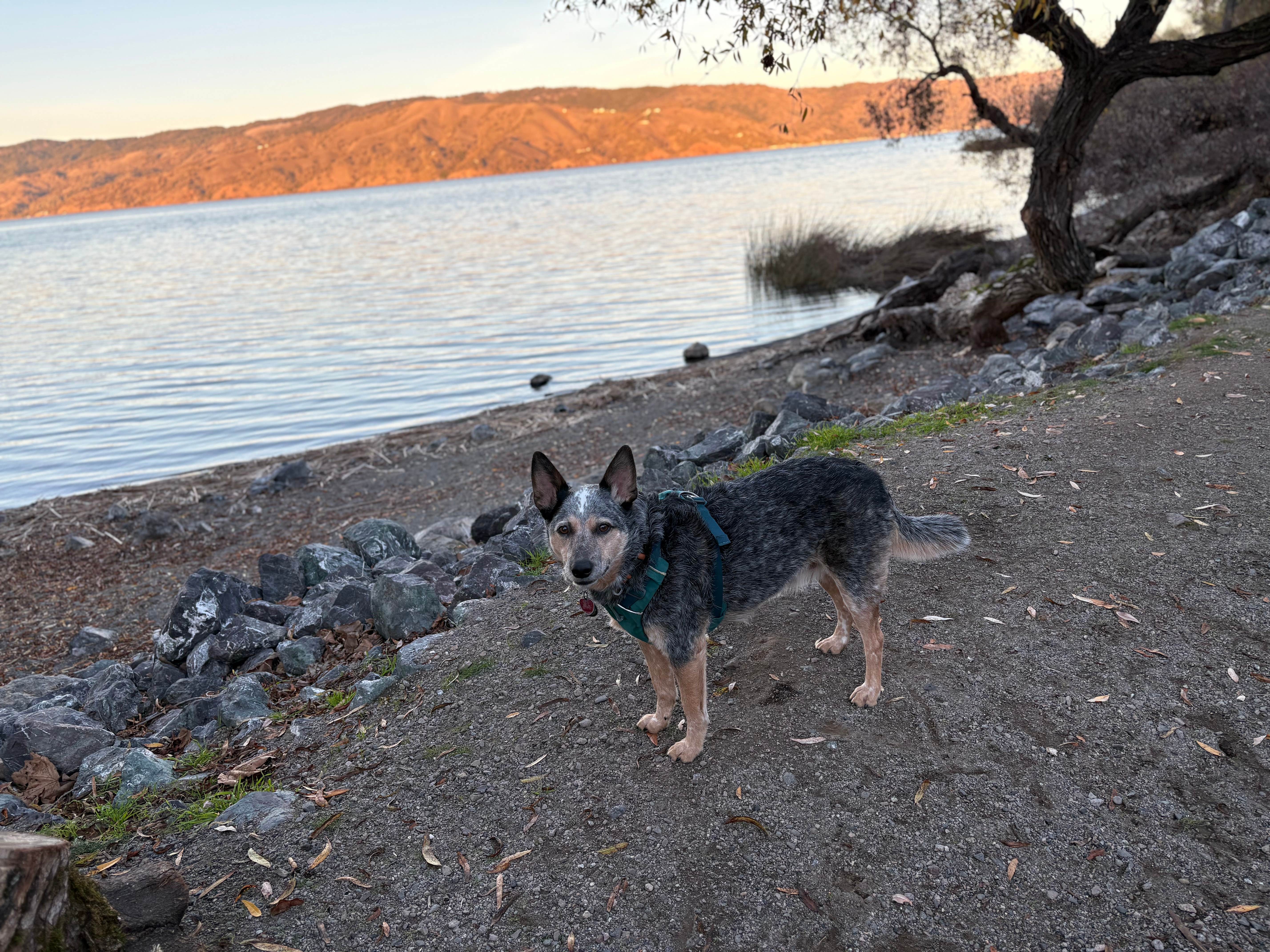 Ashley D.'s photo of camping with pets at Kelsey Creek Campground — Clear Lake State Park near Mendocino Lake