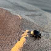 Review photo of Kelso Dunes Dispersed — Mojave National Preserve by Curious Compass B., December 4, 2025