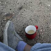 Review photo of Kelso Dunes Dispersed — Mojave National Preserve by Curious Compass B., December 4, 2025