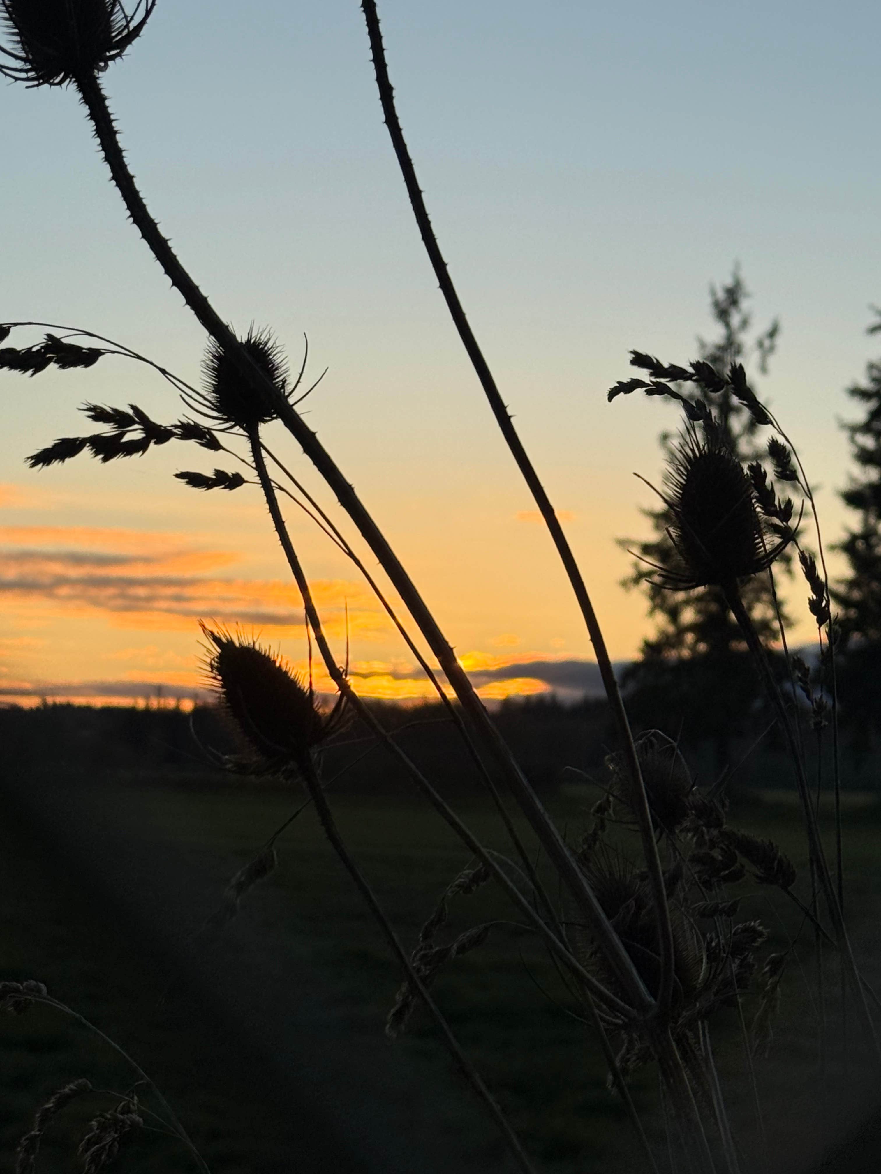 Camper-submitted photo at Kemp Olson Memorial Park near Toledo, WA