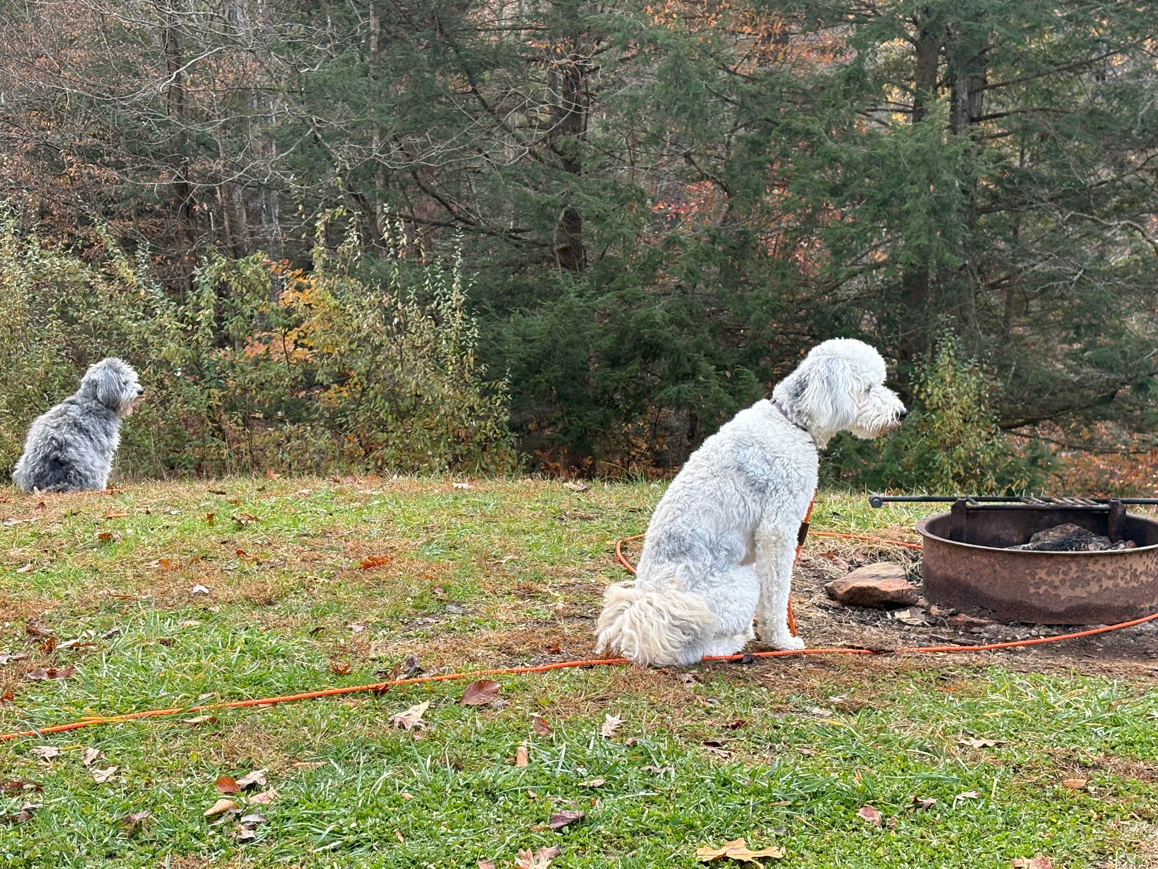 Todd C.'s photo of camping with pets at Grayson Lake State Park Campground near Louisa, KY