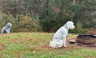 Todd C.'s photo of camping with pets at Grayson Lake State Park Campground near Hanging Rock, OH