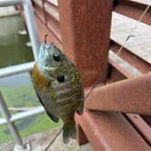 Review photo of Green River Lake State Park Campground by Christopher M., August 19, 2026