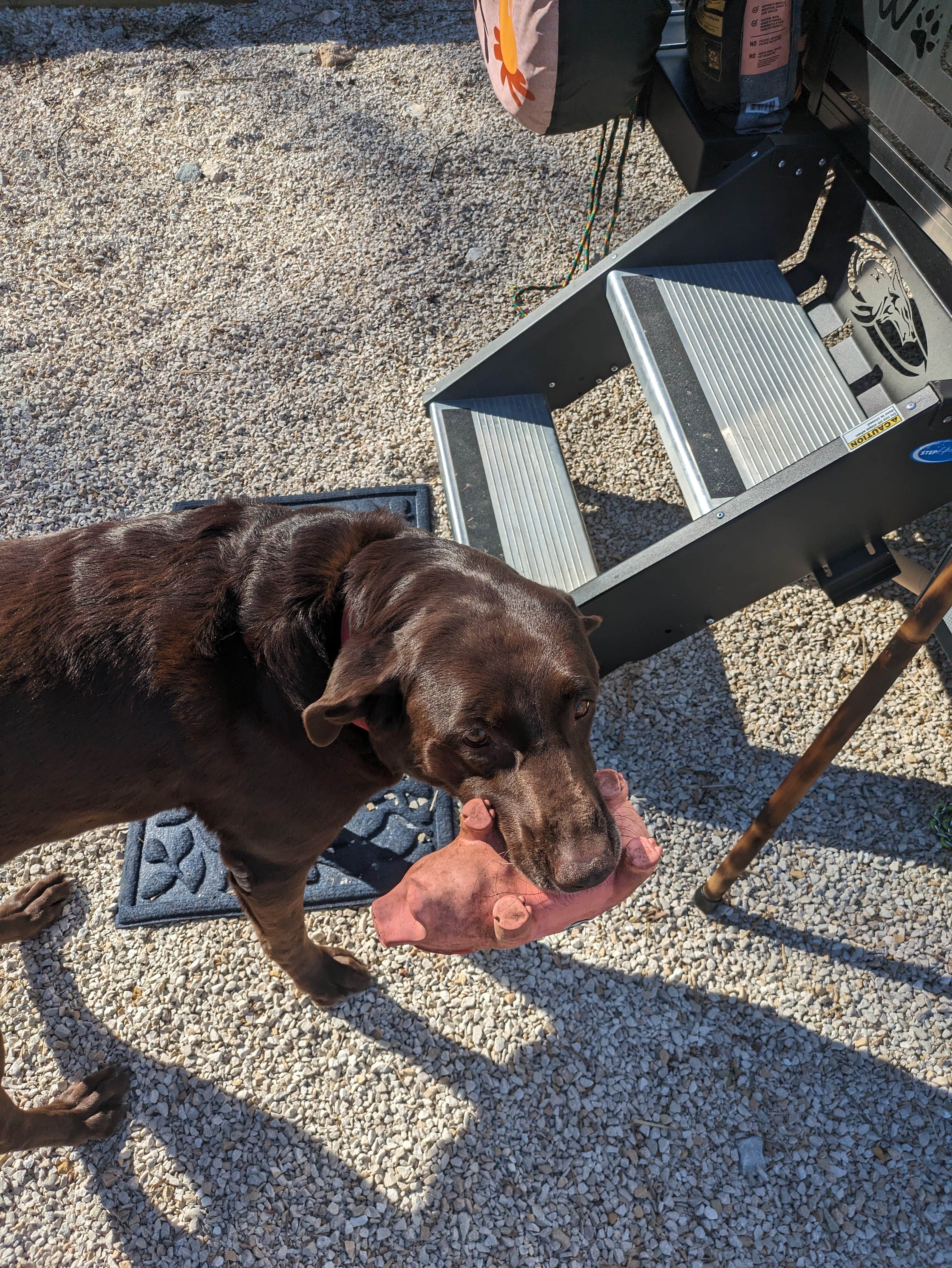 Jon C.'s photo of camping with pets at Greenbo Lake State Resort Park near Grayson Lake