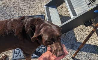 Jon C.'s photo of camping with pets at Greenbo Lake State Resort Park near Huntington, WV
