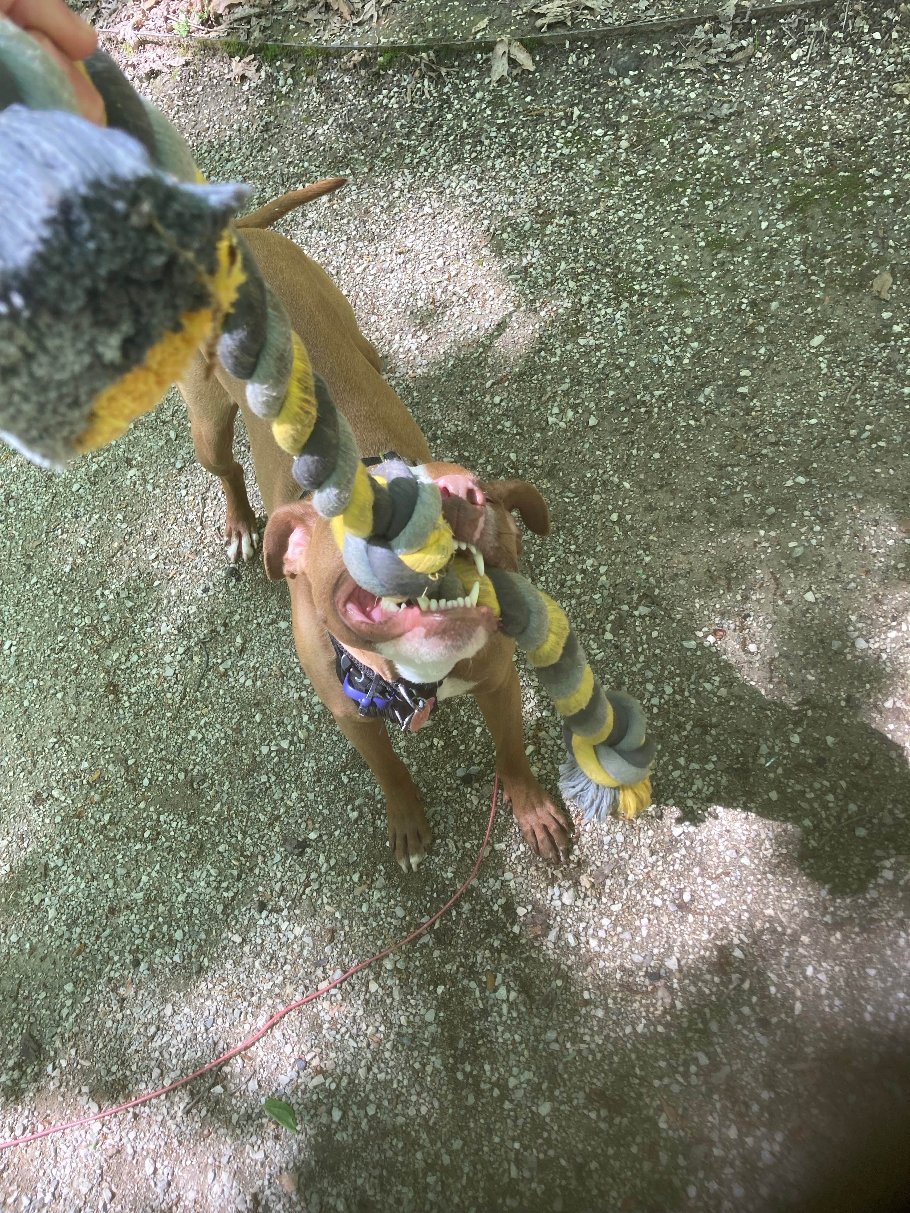 Lucy P.'s photo of camping with pets at Koomer Ridge Campground — Daniel Boone National Forest near Richmond, KY