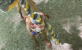 Lucy P.'s photo of camping with pets at Koomer Ridge Campground — Daniel Boone National Forest near Slade, KY