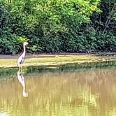 Review photo of Lake Shelby Campground by Pj F., June 14, 2025