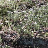 Review photo of Laurel Branch by Alicia Nicole S., July 17, 2026