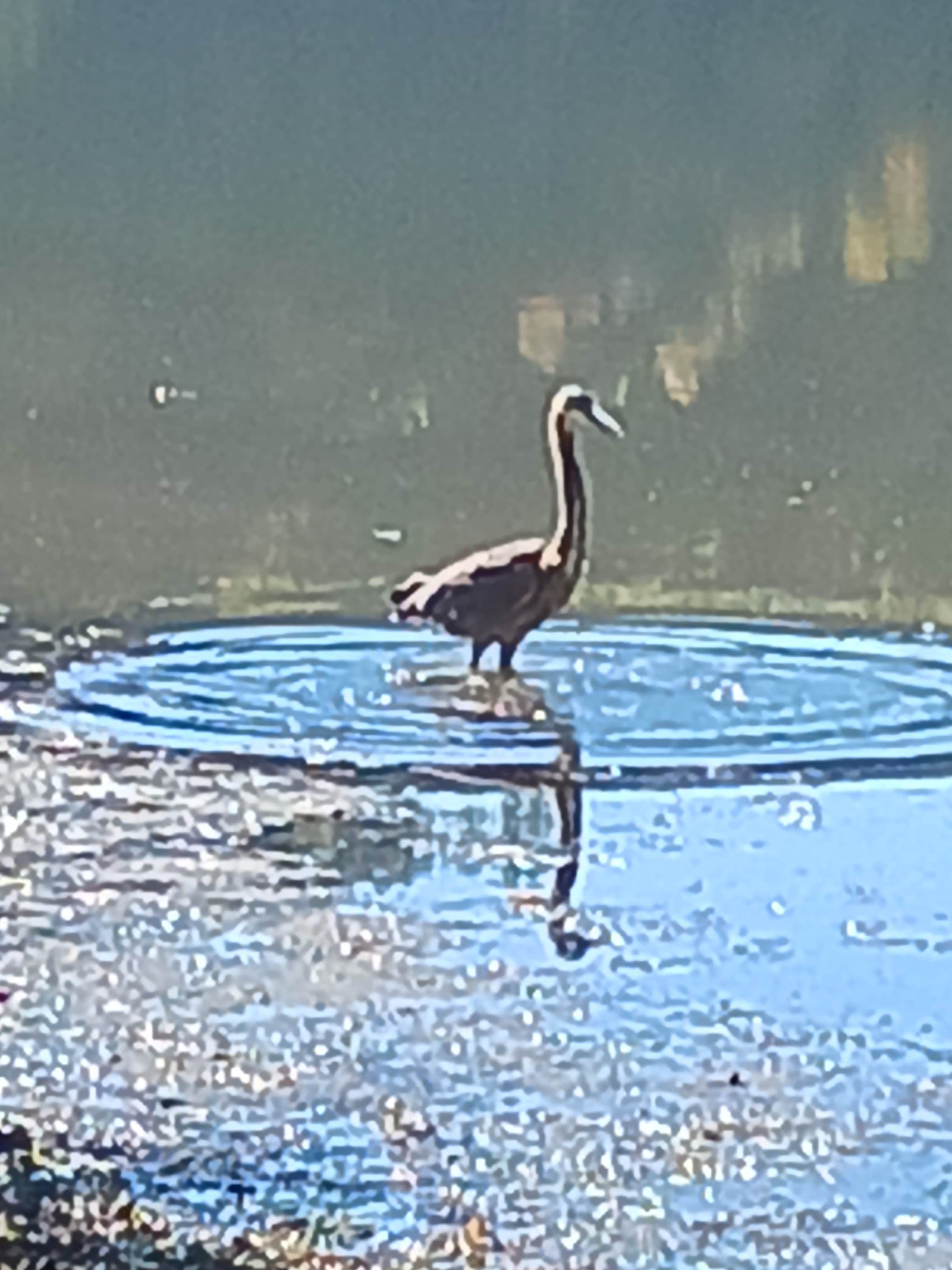 Camper-submitted photo at Paragon Dispersed Camping Area near Sandy Hook, KY