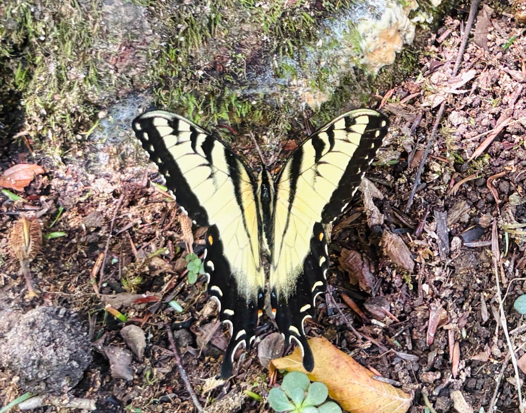 Camper-submitted photo at Turkey Foot Campground near Buckhorn Lake