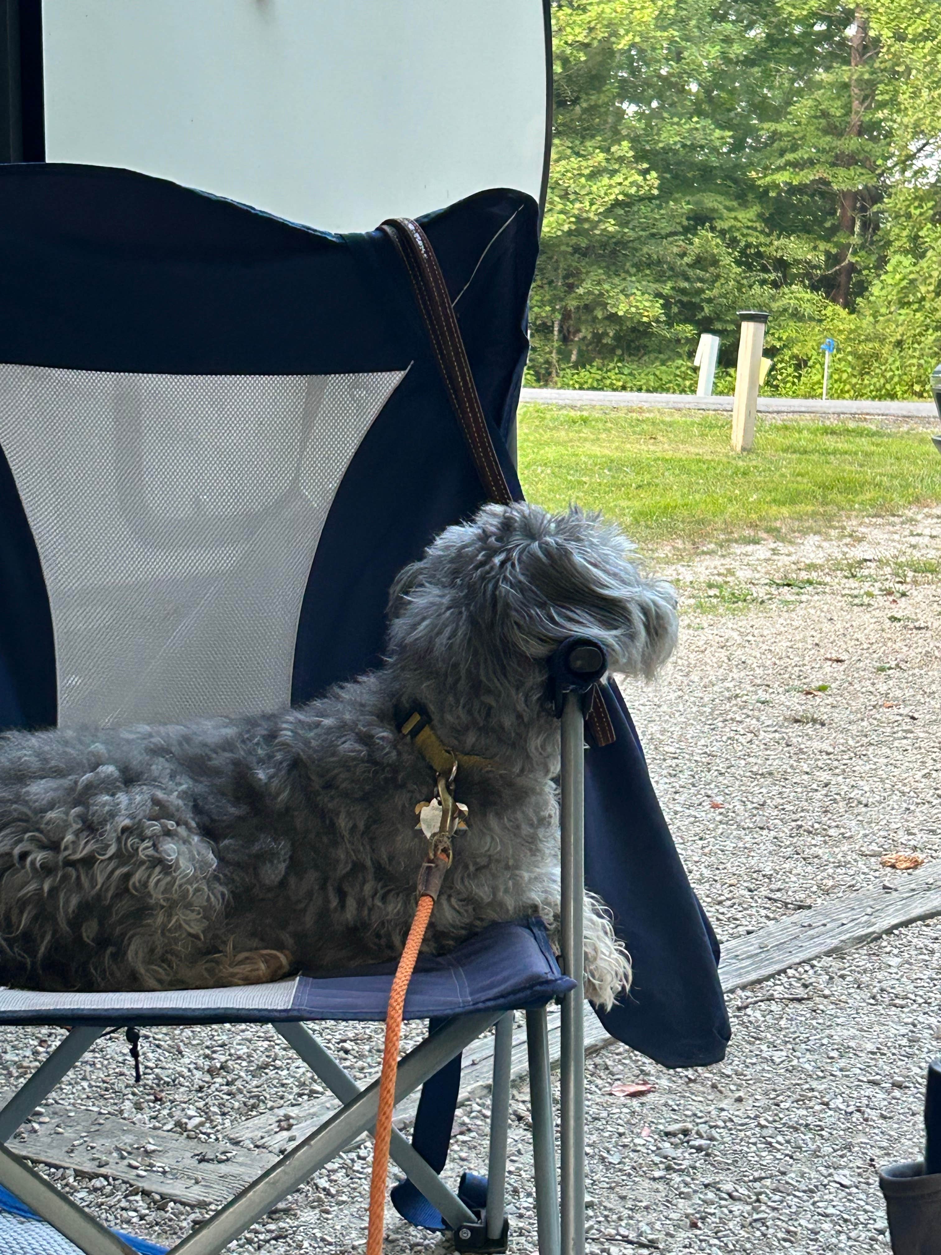 Todd C.'s photo of camping with pets at Yatesville Lake State Park Campground near Hanging Rock, OH