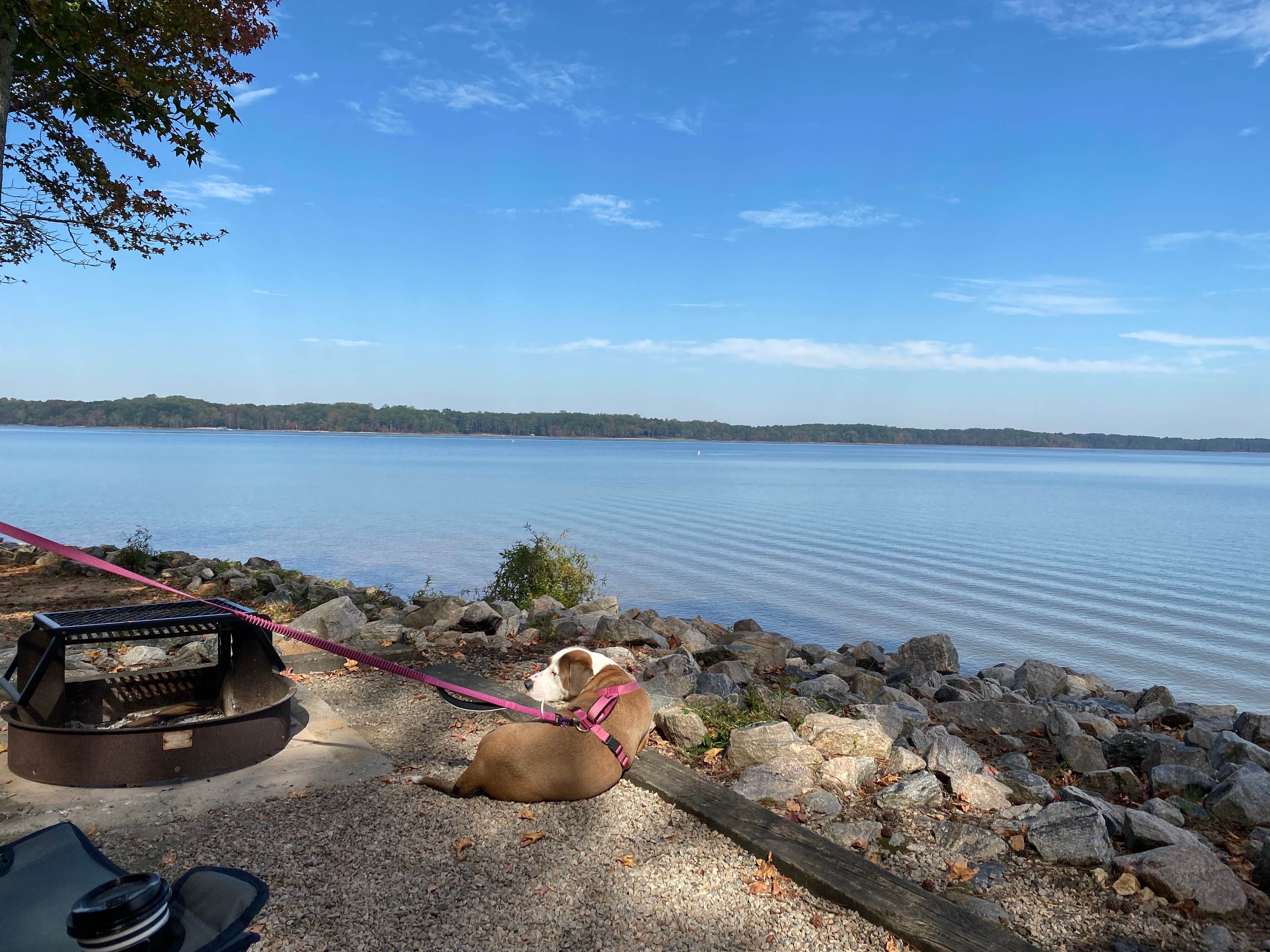 terri L.'s photo of camping with pets at Bullocksville Campground — Kerr Lake State Recreation Area near Rocky Mount, NC