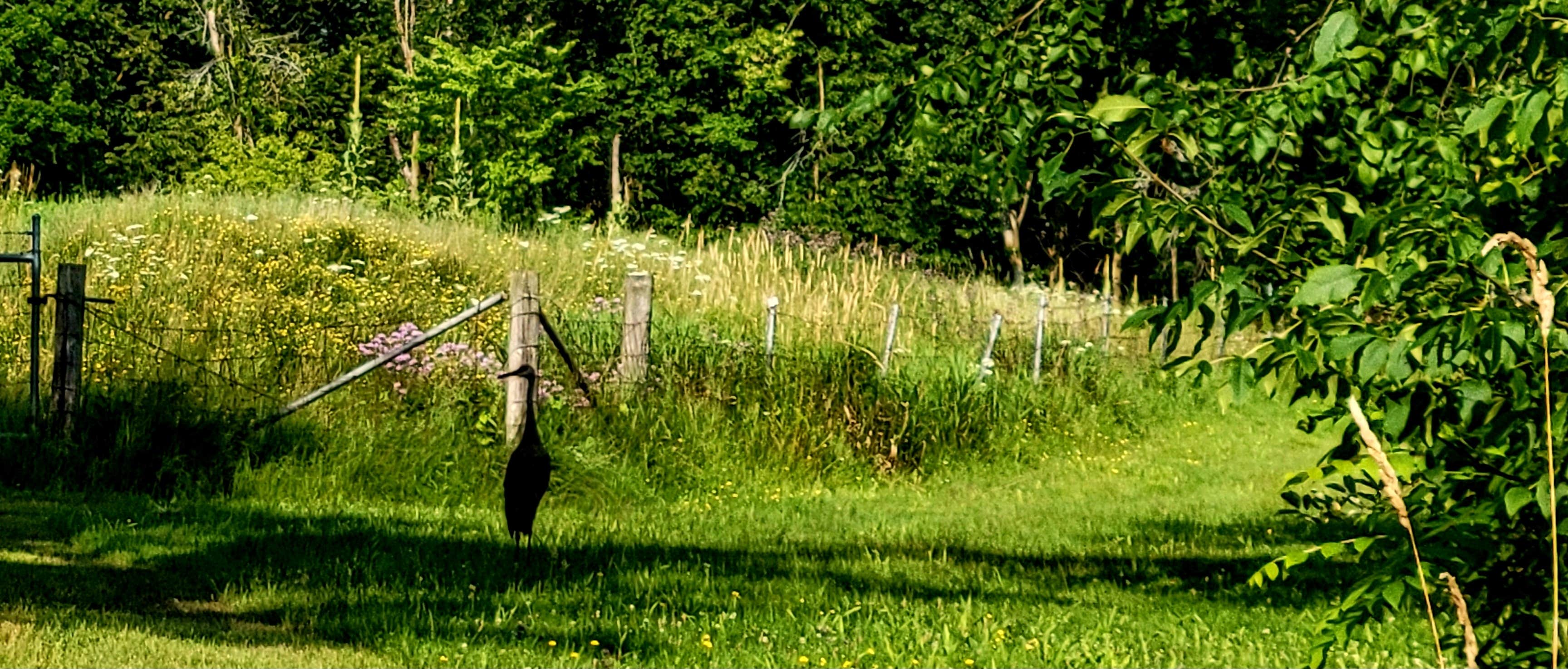 Camper-submitted photo at Long Lake Campground — Kettle Moraine State Forest-Northern Unit-Iansr near Malone, WI