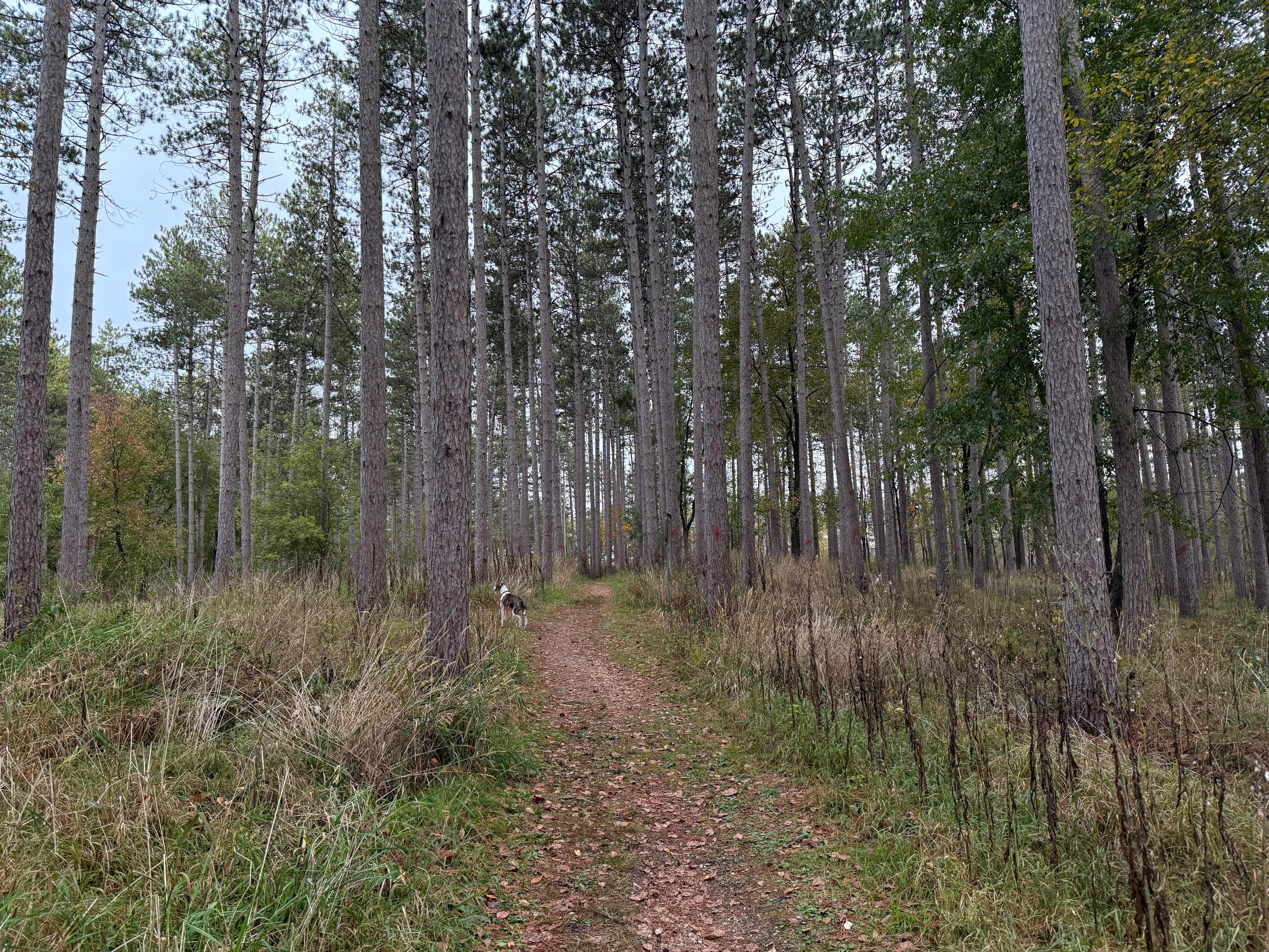 Justin F.'s photo of camping with pets at Mauthe Lake Campground — Kettle Moraine State Forest-Northern Unit-Iansr near Belgium, WI