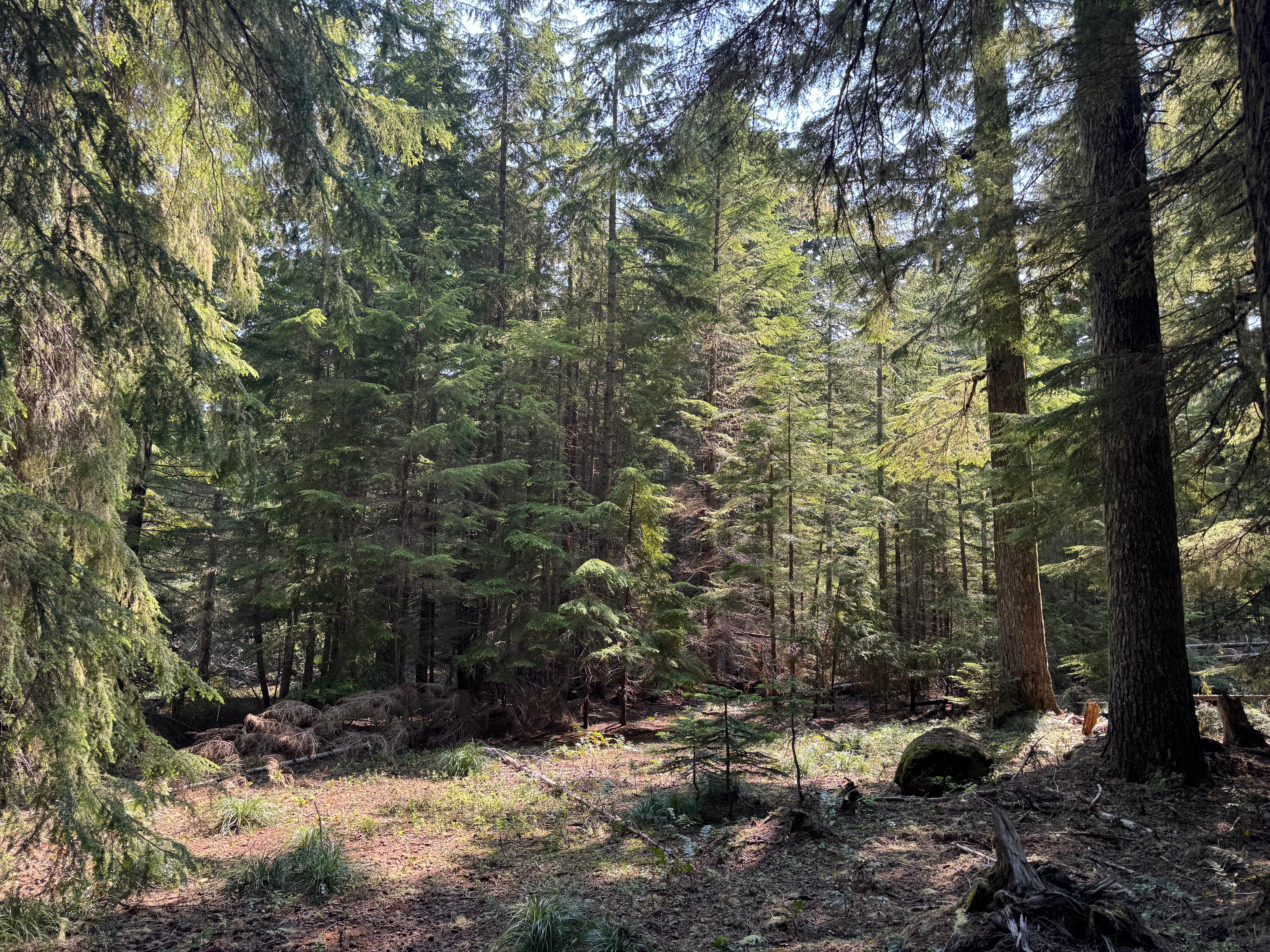 Camper-submitted photo at Kevin's Mt Hood OG near Mt. Hood National Forest