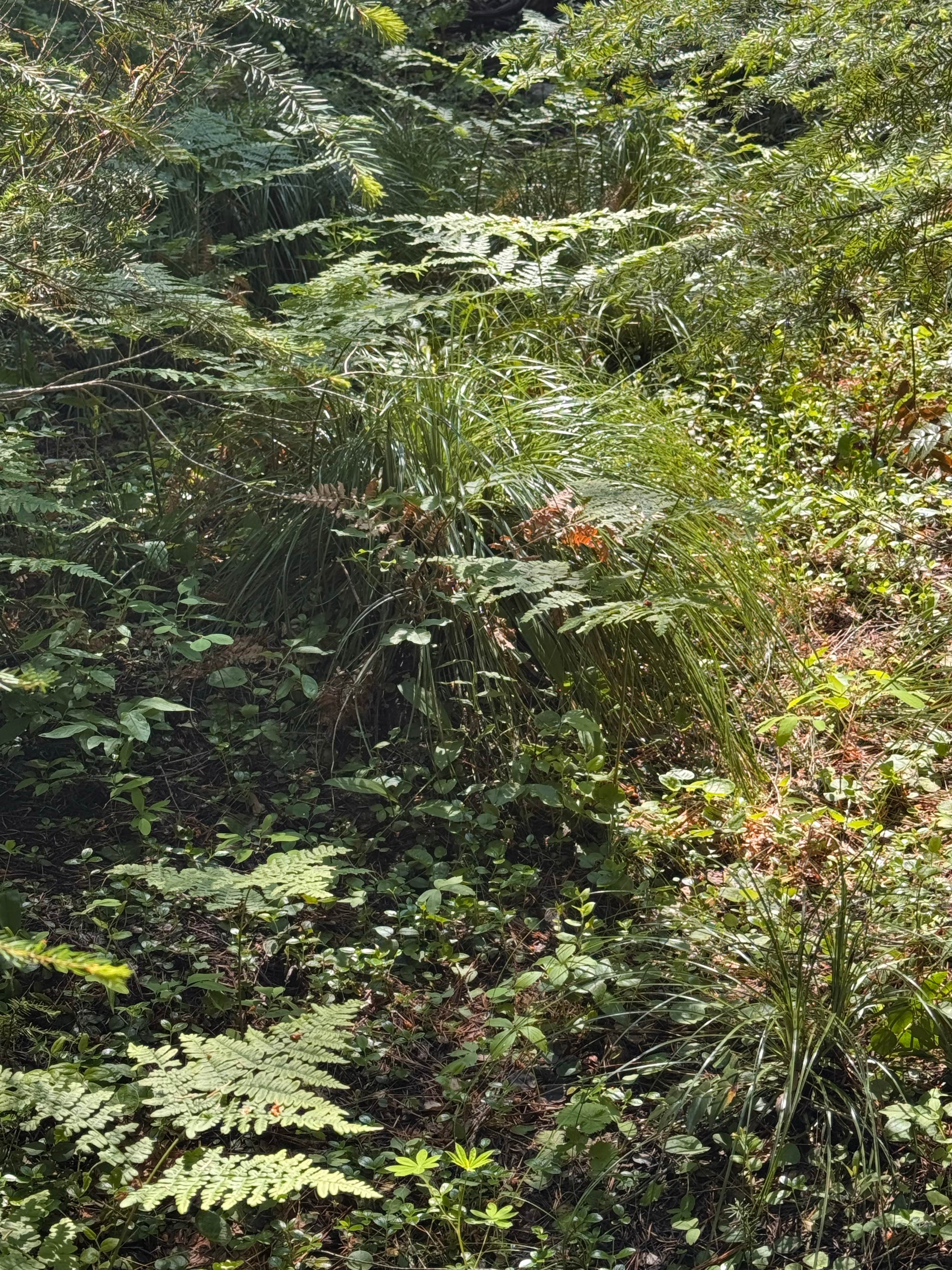 Camper-submitted photo at Kevin's Mt Hood OG near Mt. Hood National Forest