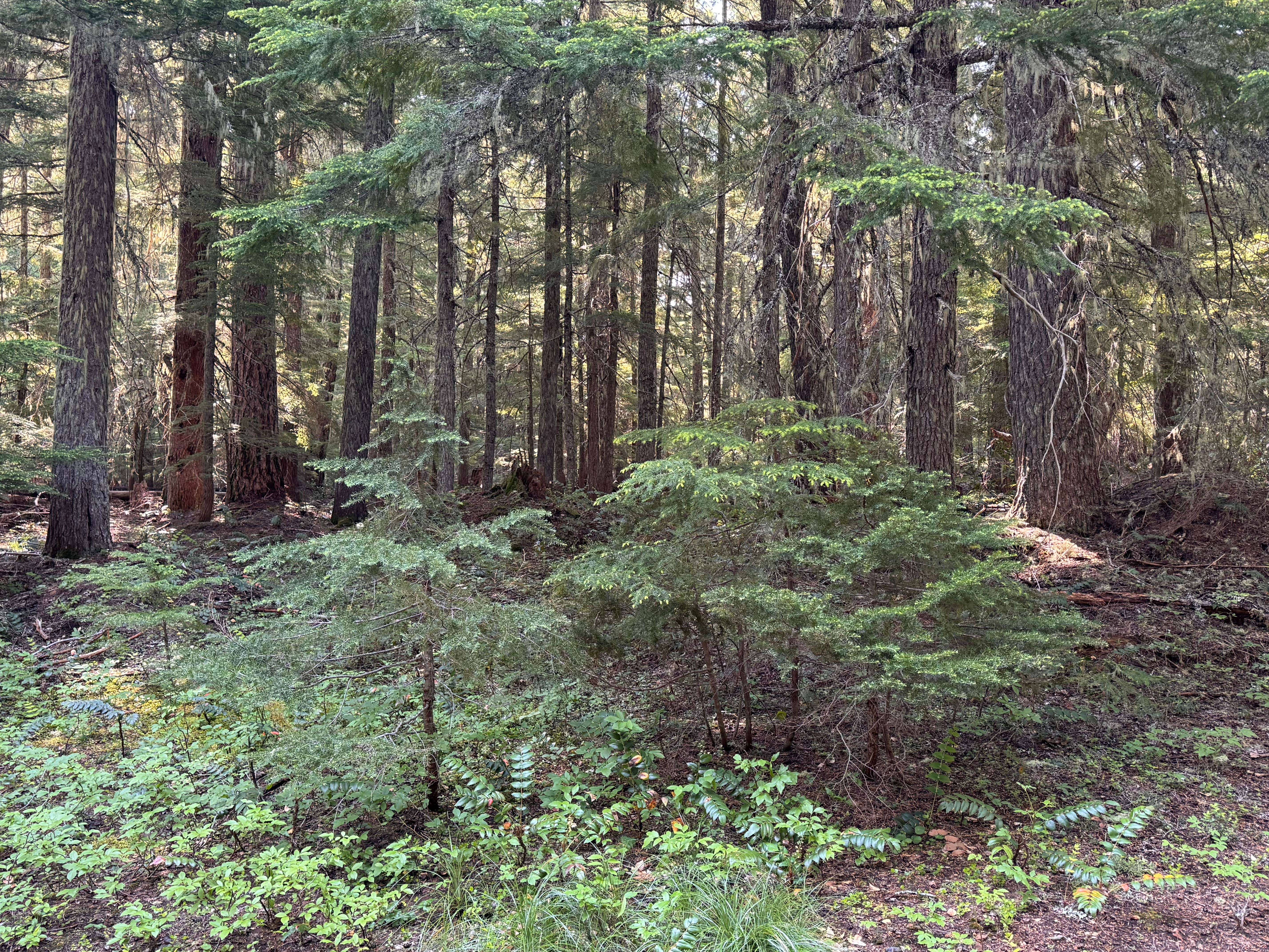 Camper-submitted photo at Kevin's Mt Hood OG near Mt. Hood National Forest