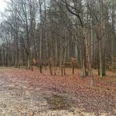 Review photo of Kinderhook Horse Trail by Tyler O., November 25, 2025