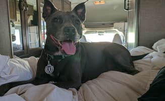 David B.'s photo of camping with pets at King RV Park near Lake Texoma
