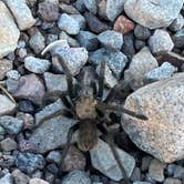 Review photo of Kingman Wash — Lake Mead National Recreation Area by Imerie T., October 24, 2024