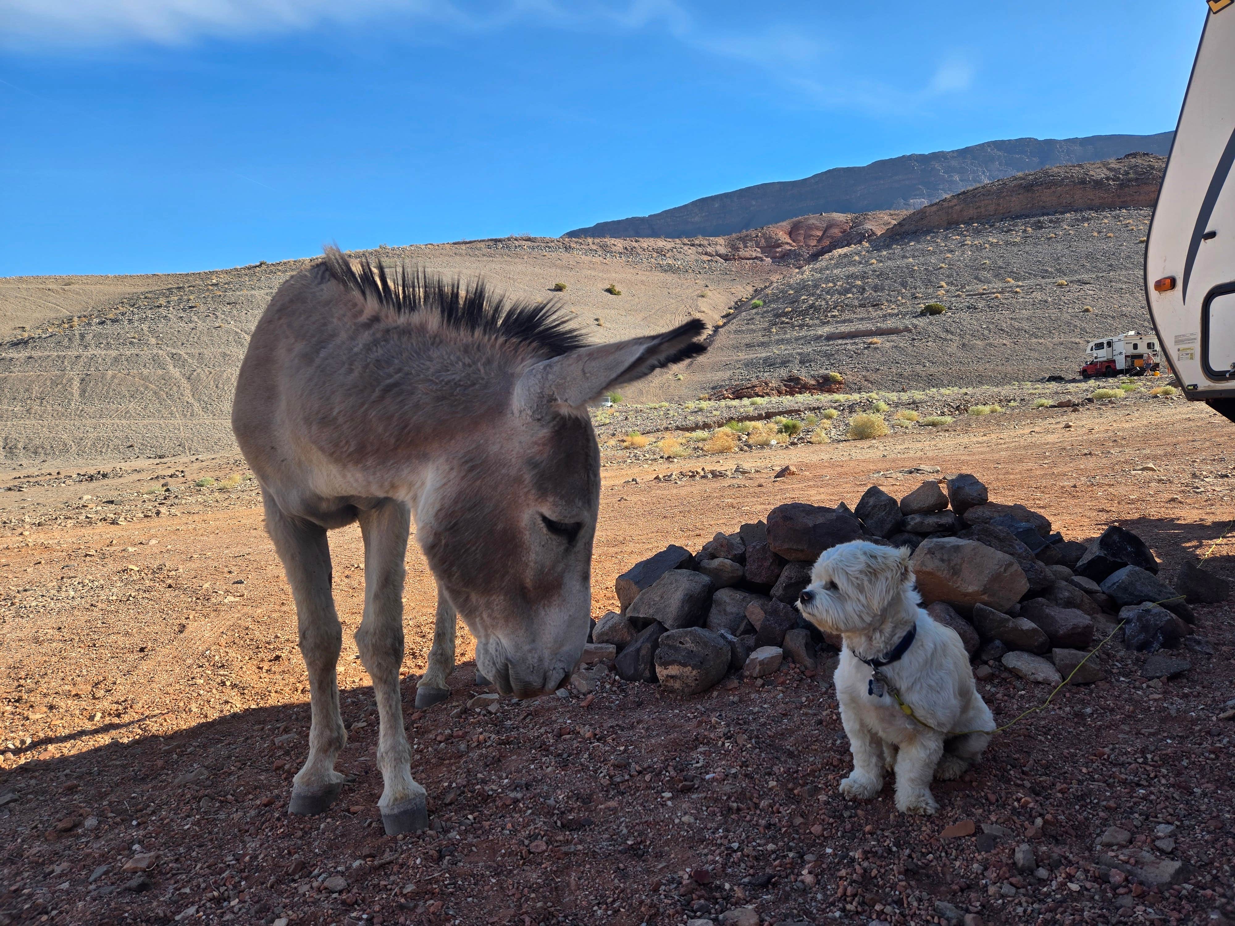 Peaches E.'s photo of camping with pets at Kingman Wash — Lake Mead National Recreation Area near Willow Beach, AZ