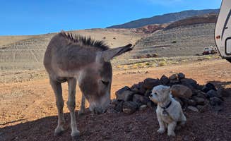 Peaches E.'s photo of camping with pets at Kingman Wash — Lake Mead National Recreation Area near Temple Bar Marina, AZ