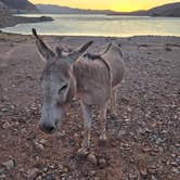 Review photo of Kingman Wash — Lake Mead National Recreation Area by Peaches E., May 12, 2025