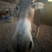 Review photo of Kingman Wash — Lake Mead National Recreation Area by Imerie T., October 24, 2024