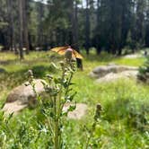 Review photo of Kirby Gulch by Taylor C., June 25, 2025