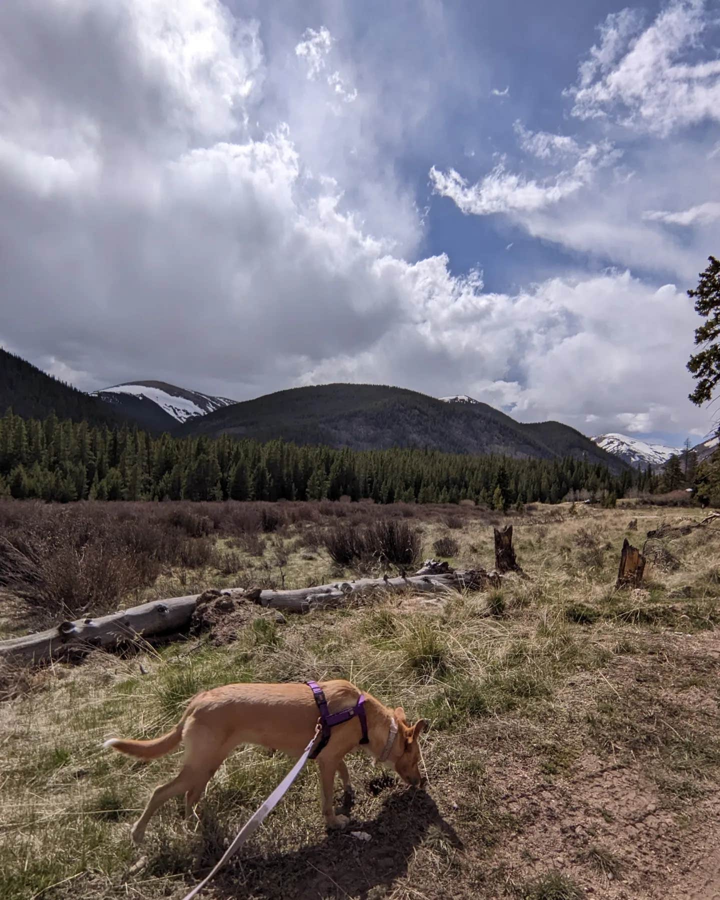 Lily N.'s photo of camping with pets at Kirby Gulch near Grant, CO