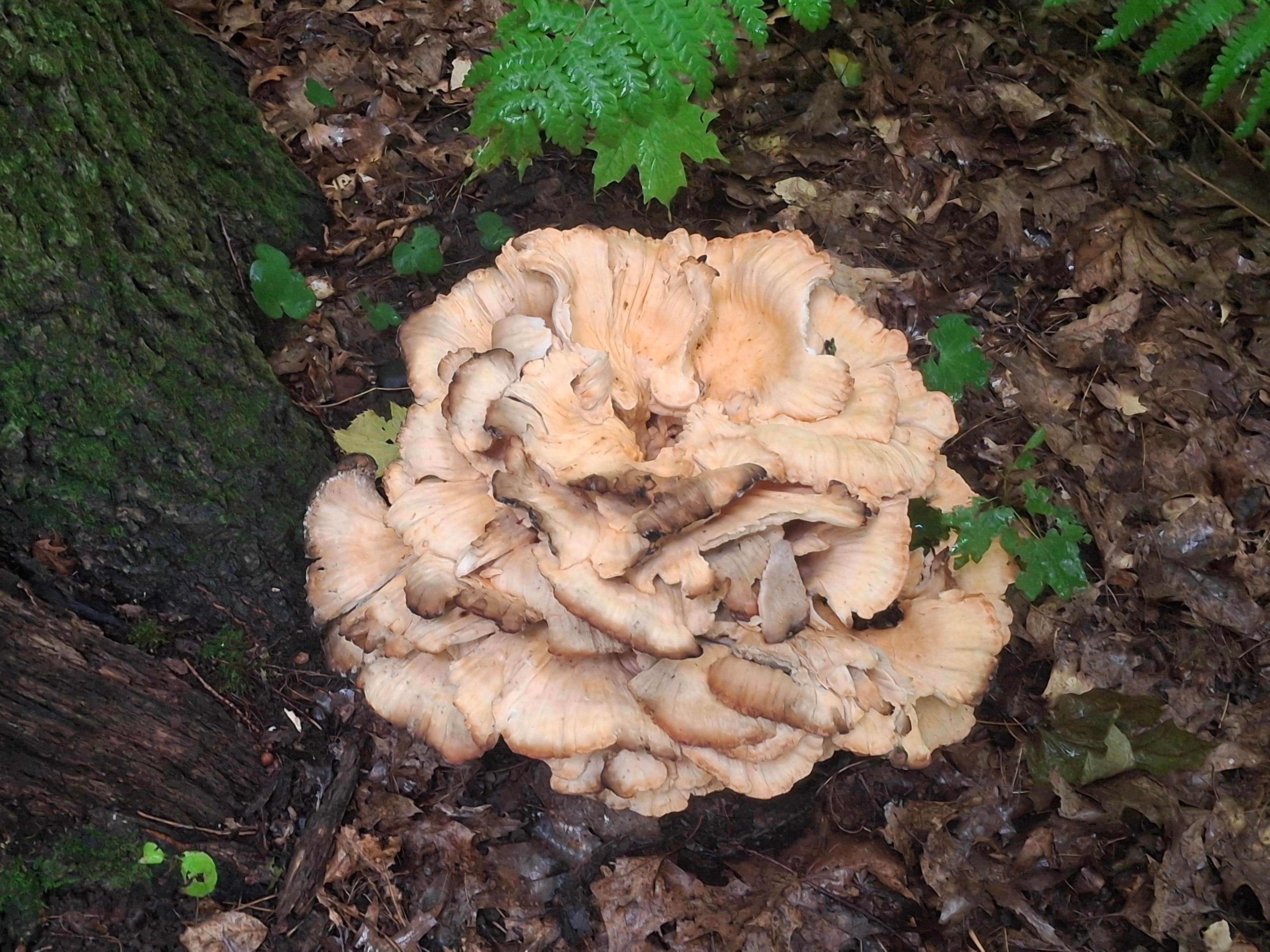 Camping near Red Barn Campground: Kirby Lake Primitive Campsite, Barronett, Wisconsin