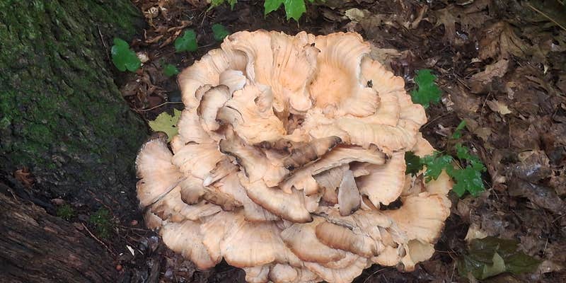 Camper submitted image from Kirby Lake Primitive Campsite