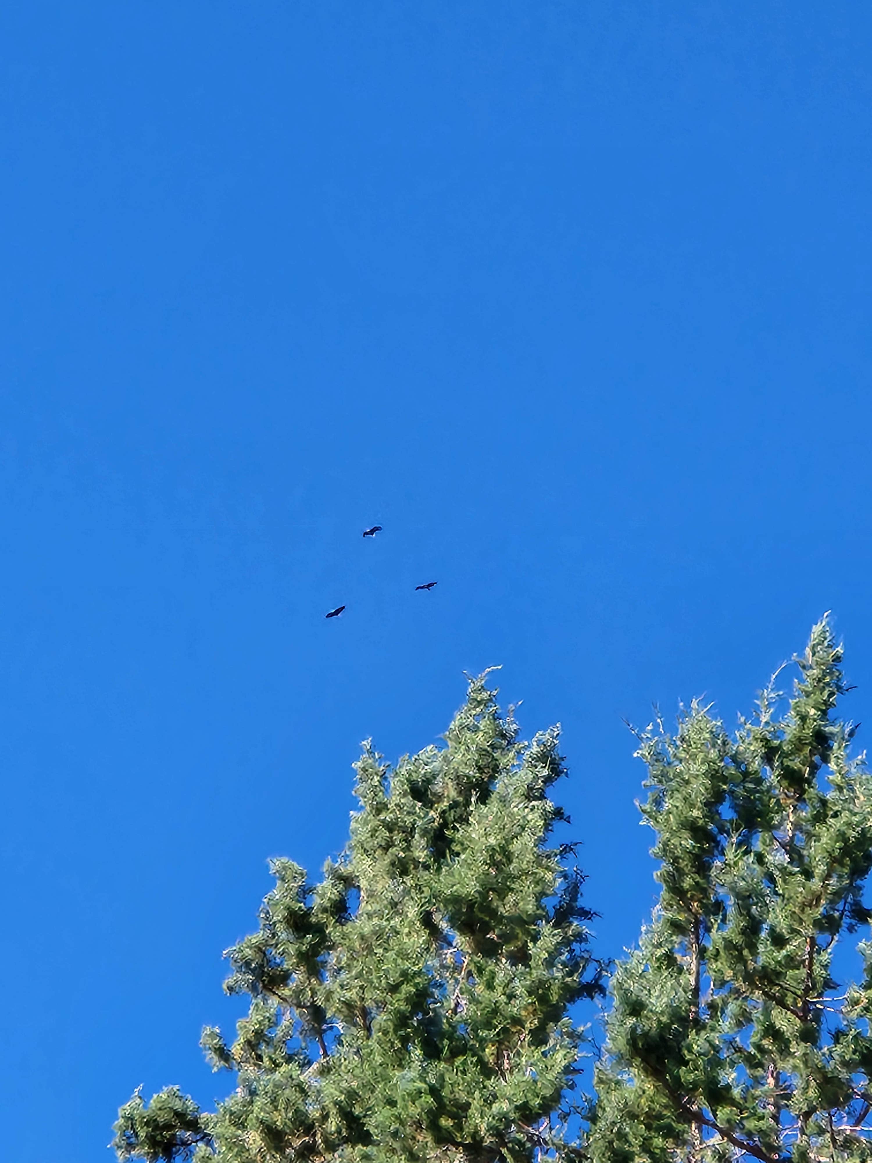 Camper-submitted photo at Eagle Ridge Park near Klamath Falls, OR